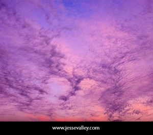 Pink/purple